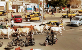cattle and cars on a busy stree